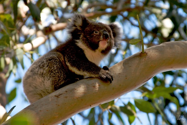 AustraliaEast 10  174